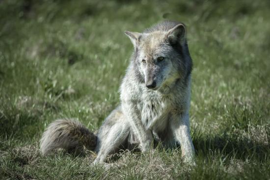 UK Wolf Conservation Trust